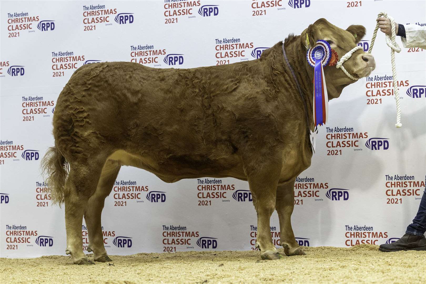 Reserve Overall Champion from Harry Brown, Maud