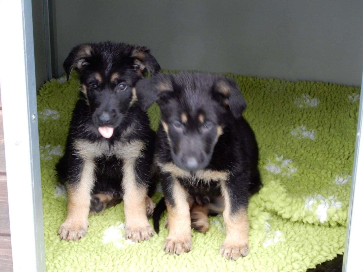 Some of the puppies named in honour of Sgt Mata Ratana (Met Police/PA)