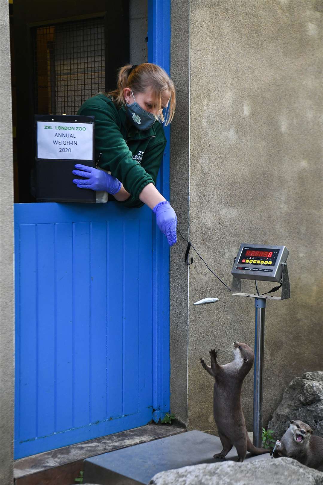 Keeper Kate Clark weighs an eager-looking otter (Kirsty O’Connor/PA)