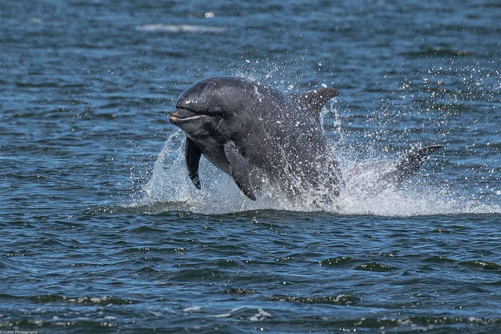 Scotland's first dolphin and porpoise conservation strategy has been launched