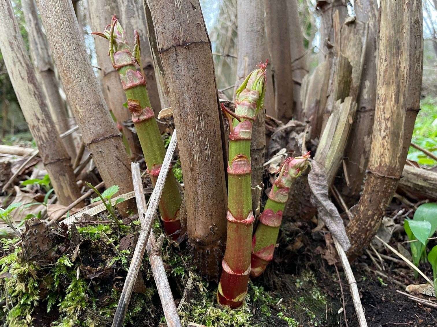 Japanese Knotweed has distinctive red stems. Picture: PCA
