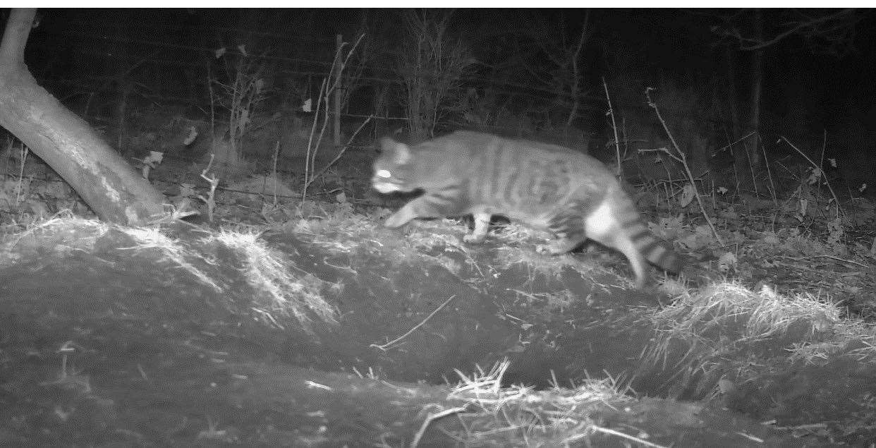 Recent night footage caught a wildcat on the prowl...Picture: Wildcat Haven