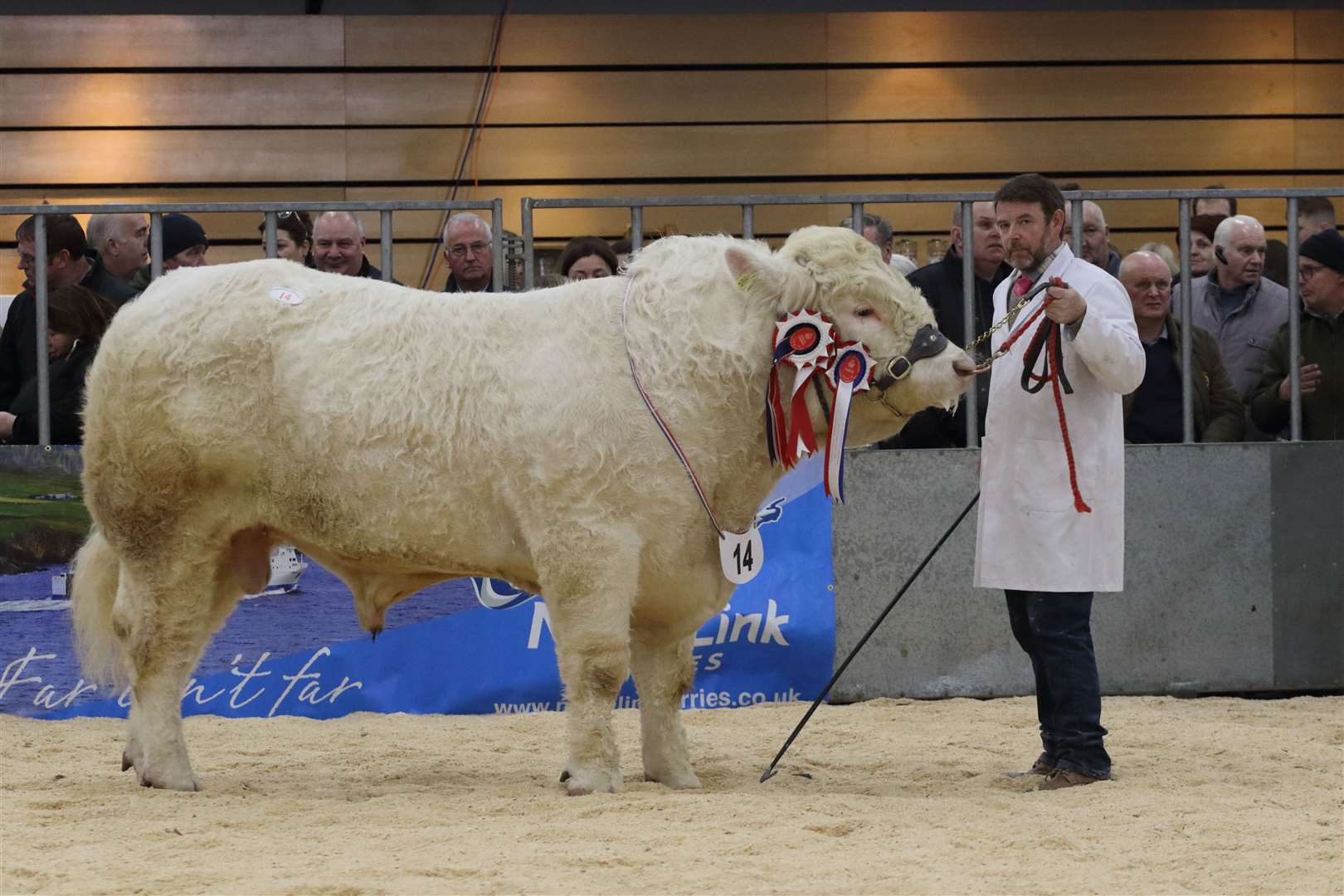 RNAS Spring Show Overall champion from J Irvine & Son, Inverlochy Superscot, Inverlochy Farm, Kirkmichael, Tomintoul
