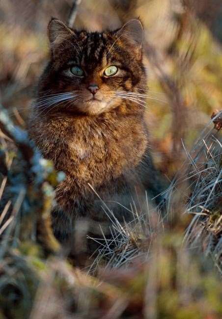 Clashindarroch is thought to be the most important area in Scotland for the wildcat...Picture: Wildcat Haven