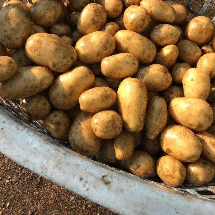 Seed Potato trade has been decimated.