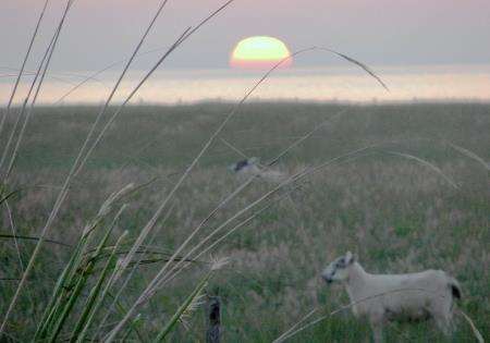 Lambs graze under a hazy sky as a summer sun sets over the Pentland Firth. The shot was taken by reader Sheila Moir from her home village of Scarfskerry.
