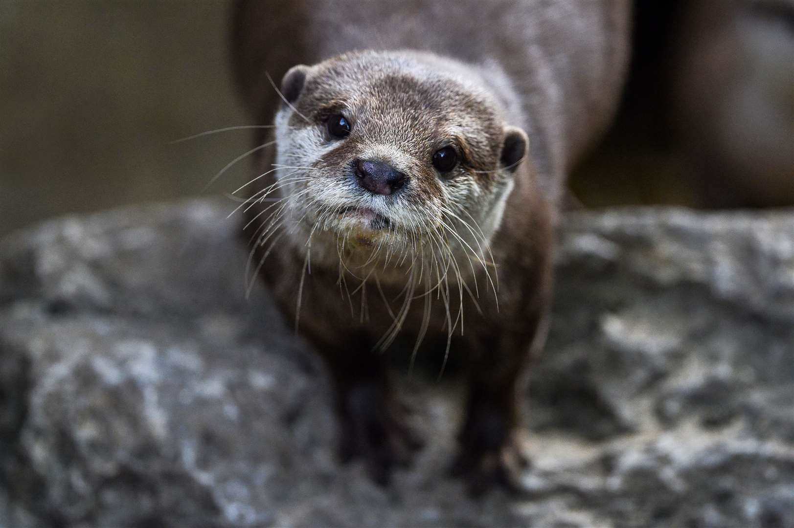 An otter liked the look of the camera during the annual weigh-in (Kirsty O’Connor/PA)