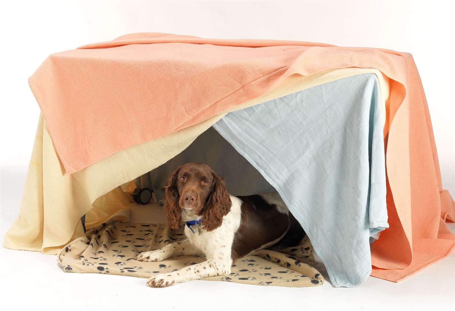 Creating a den can help your pet cope with the noise of fireworks. Picture: PDSA