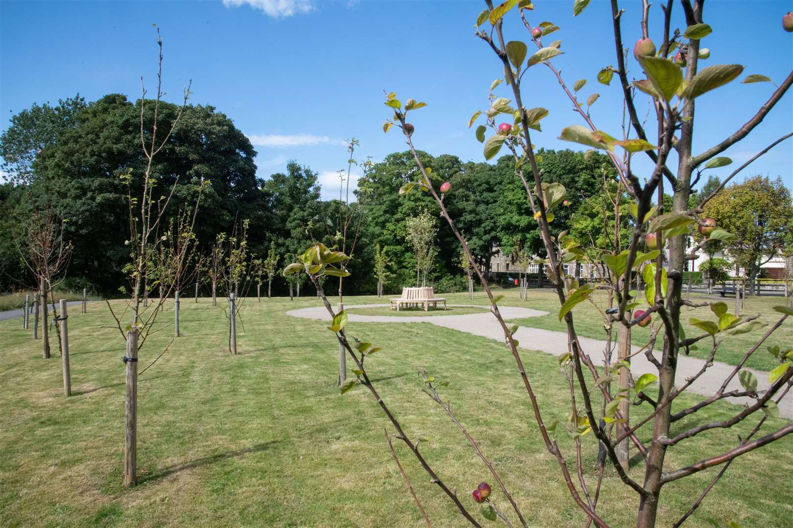 Buckie Community Orchard has breathed new life into the former Rose Garden site on Queen Street. Picture: Daniel Forsyth