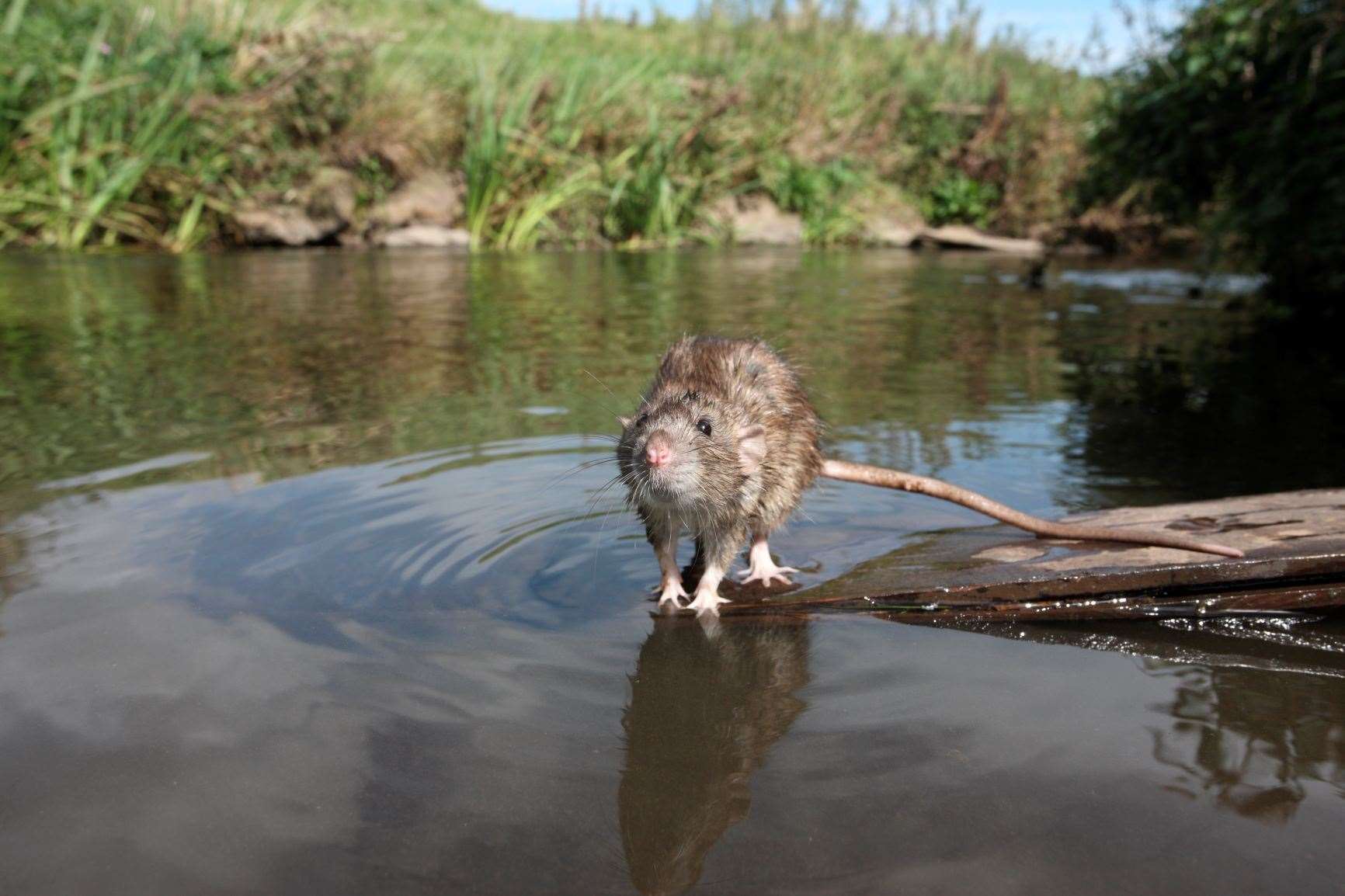 Tips to prevent rats taking hold during floods.