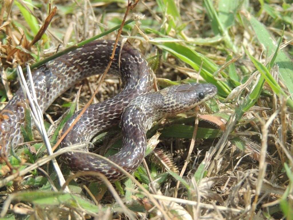 A non-native wolf snake (Lycodon capucinus) on Christmas Island (Australia). This non-native snake has been implicated in the decline of native species of reptiles on Christmas Island.