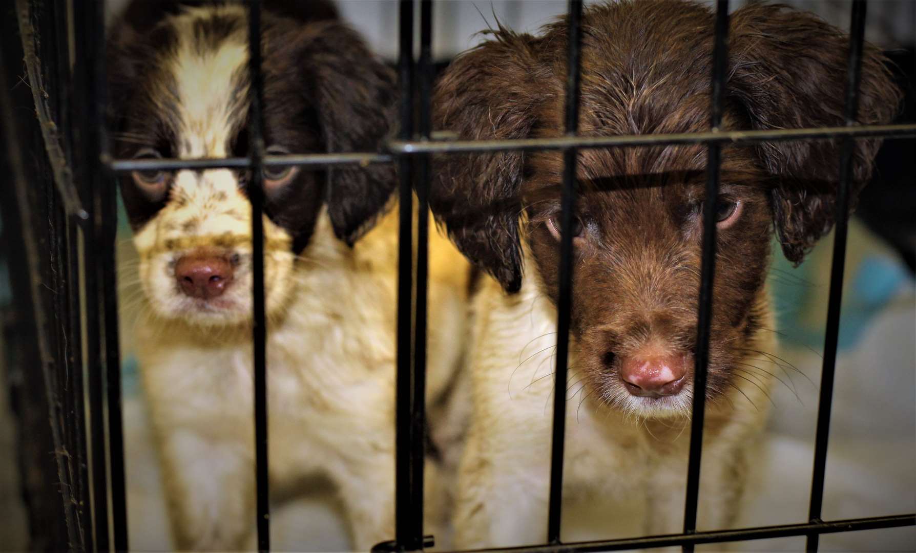 Dogs rescued at Cairnryan Port in August (USPCA/PA)
