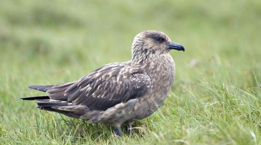 Gret Skua numbers have been affected in Shetland. Pictre: NatureScot