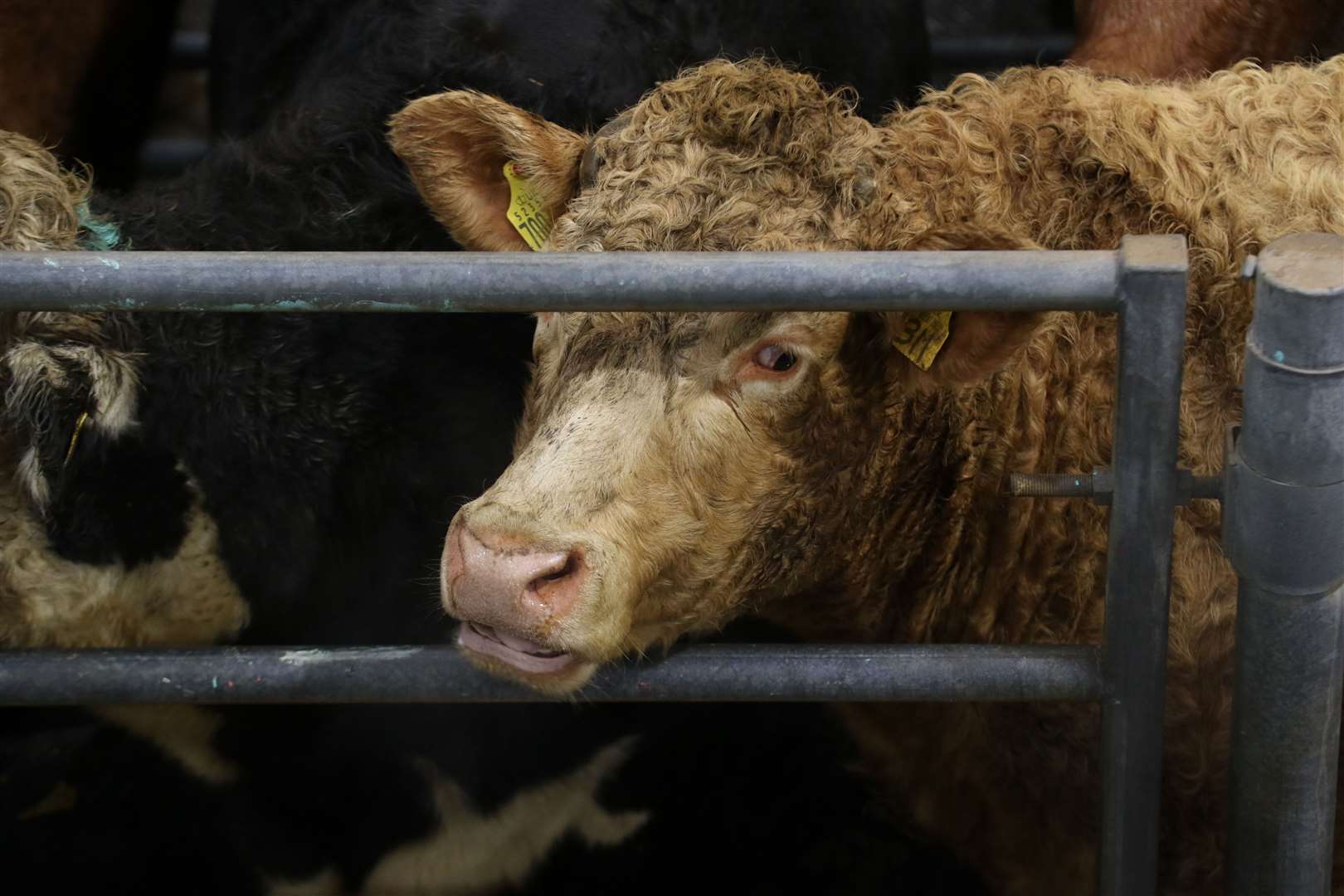 Overwinter cattle competition opens for entries.
