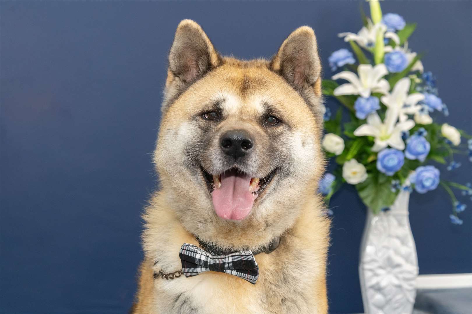 Bobo the American Akita has been recruited to help people with their anxiety and stress. Picture: Beth Taylor