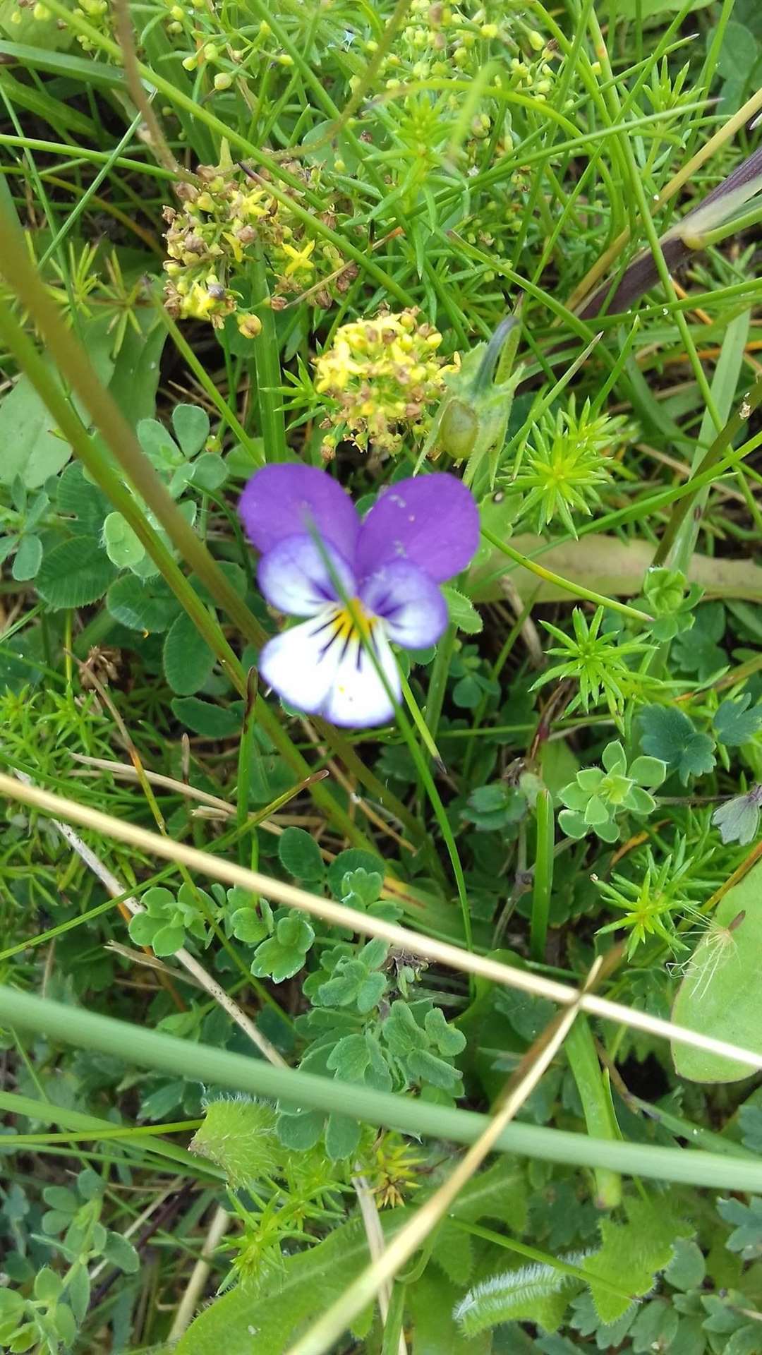 Ellon's biodiversity can be seen in the mix of wildflowers to be found round the town.
