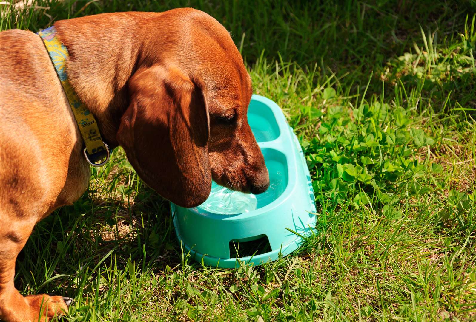 Furry friends will need some help in the extreme heat (Alamy/PA)