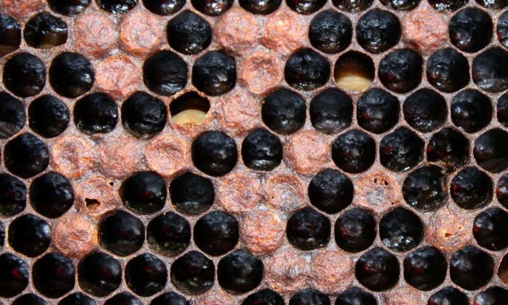 American Foul Brood affects bee colonies