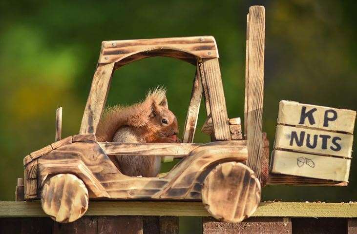 Squirrels have been enjoying a number of John Beats' new lockdown creations. Picture: John Beats