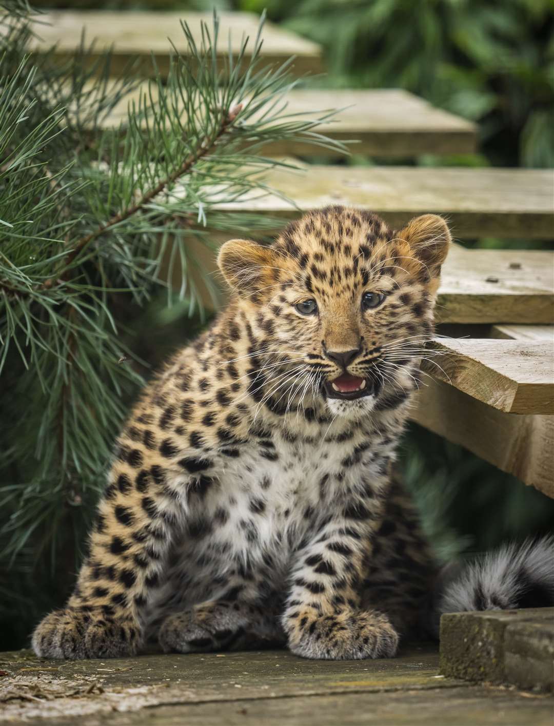 The Amur leopard cub weighs around two to three kilograms and is doing well (Danny Lawson/PA)