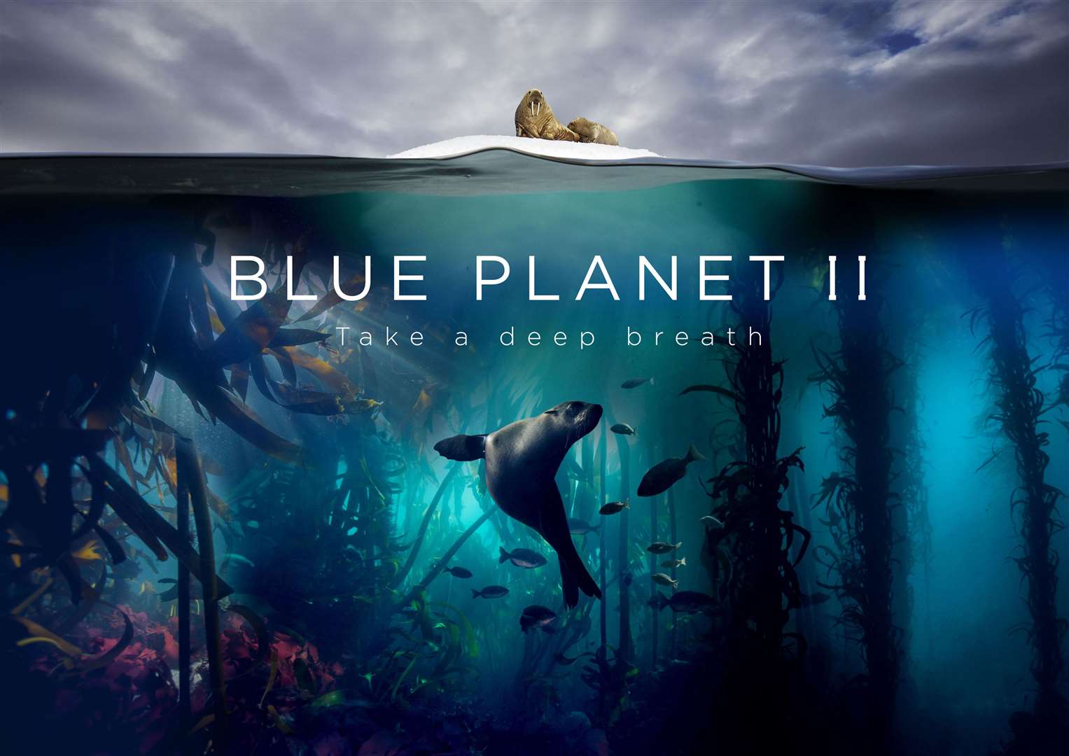 Blue Planet II (Lisa Labinjoh/Joe Platko/PA)