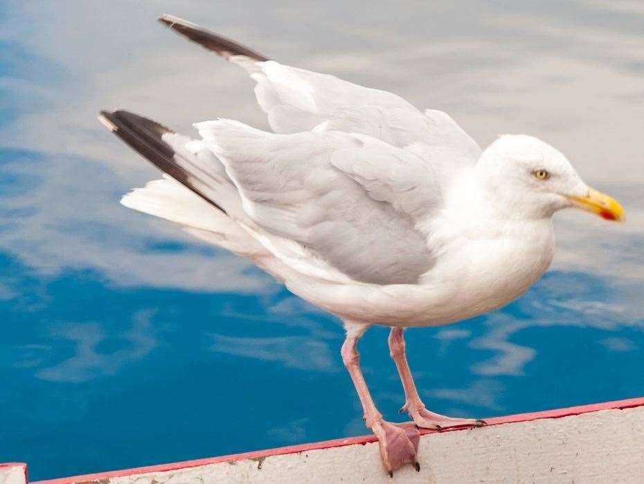 Technology trialled in Moray could be used in Aberdeenshire to deter gulls.