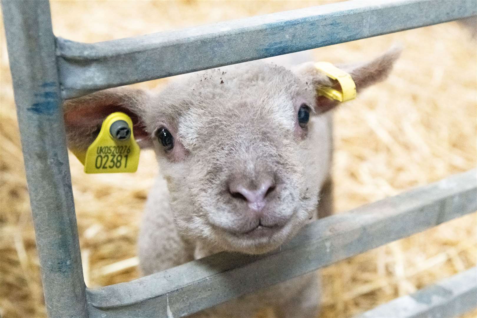 Lambs at Bughead Farm in Lumsden prior to the Lamb Day event in early April...Photo: Beth Taylor.