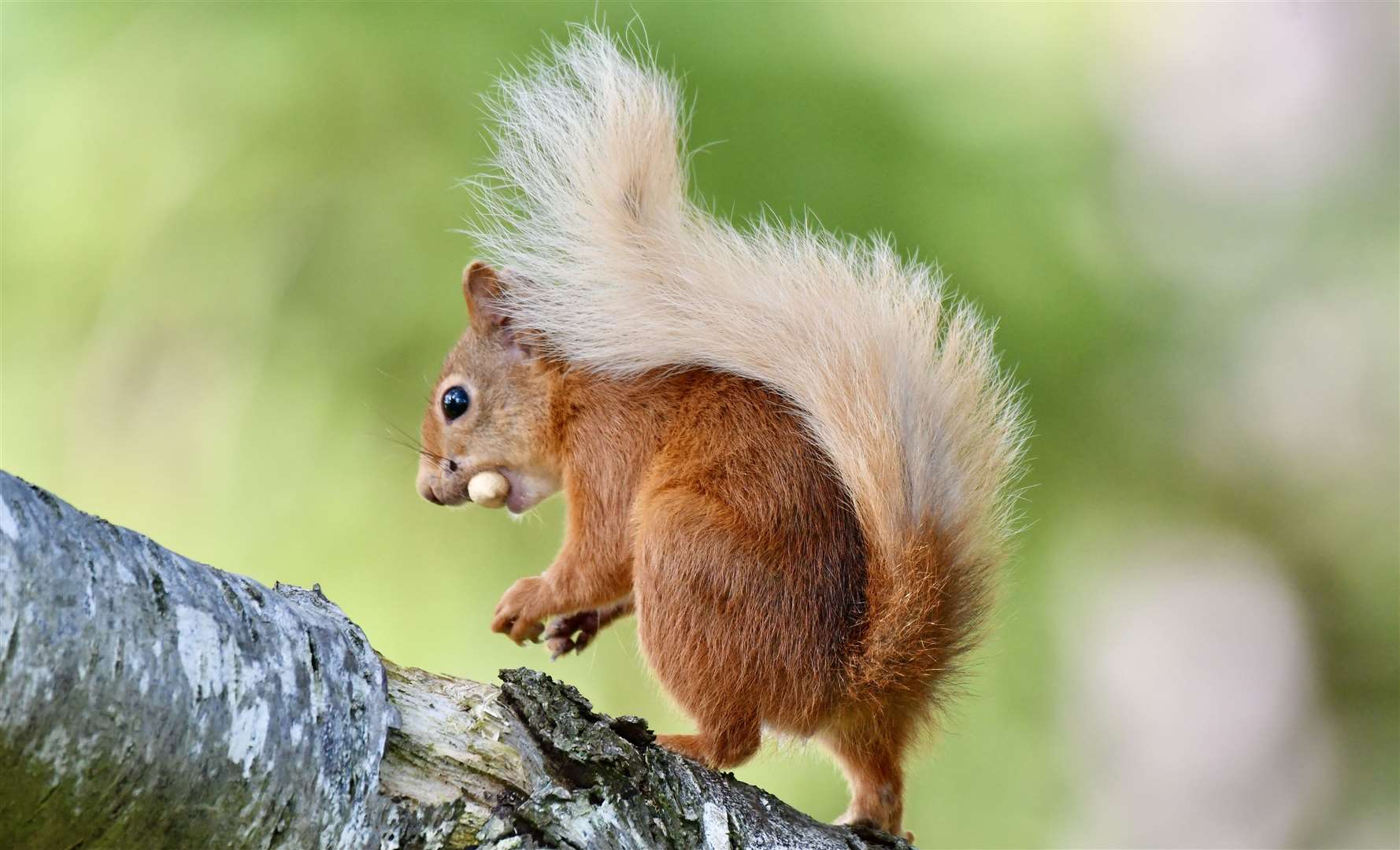 A red squirrel spotted in Moray chomps on its feast. Picture: Hazel Thomson.