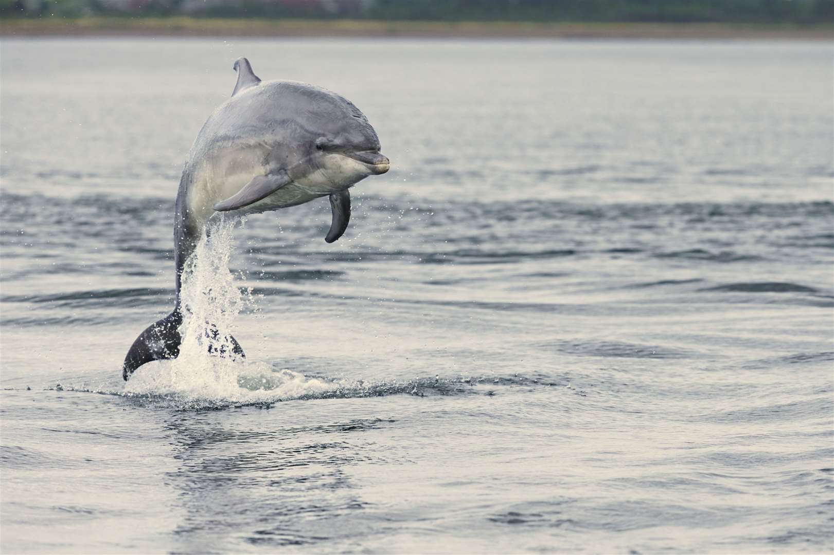 DolphinFest has launched with a series of marine-themed online events.