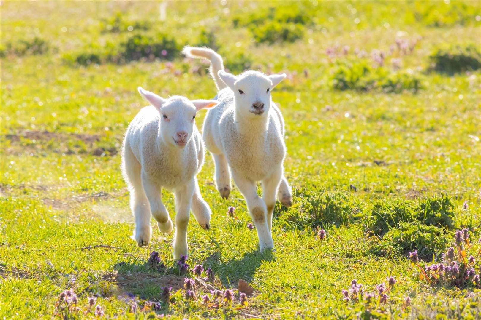 A pair of cute lambs running on fresh spring pasture