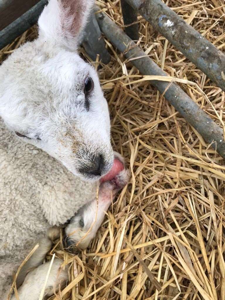 Flesh was ripped from this lamb's leg.