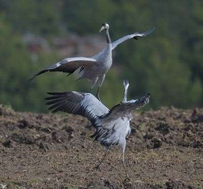 Cranes courtship. Picture: Ron McDonald.