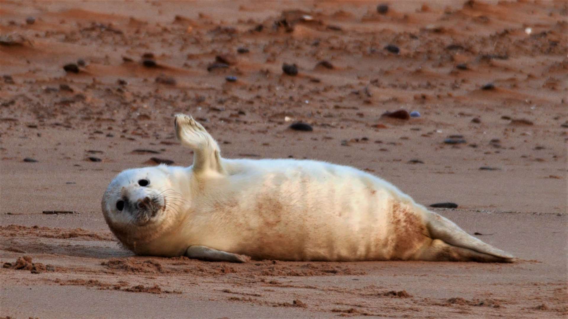 Seal pup at Forvie. Picture: Danny Bean/NatureScot