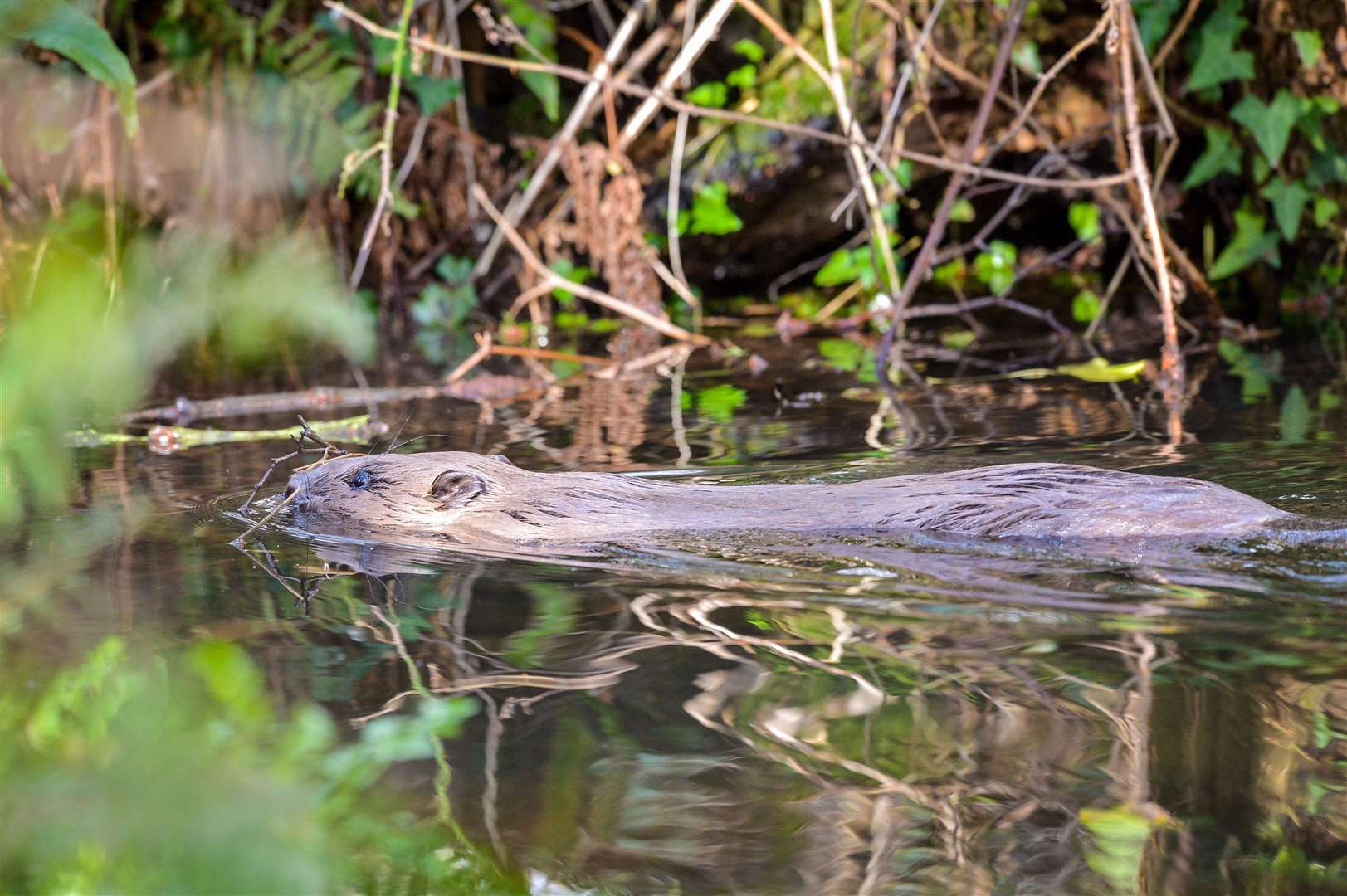 Conservationists back the return of beavers to help restore wetlands (Ben Birchall/PA)