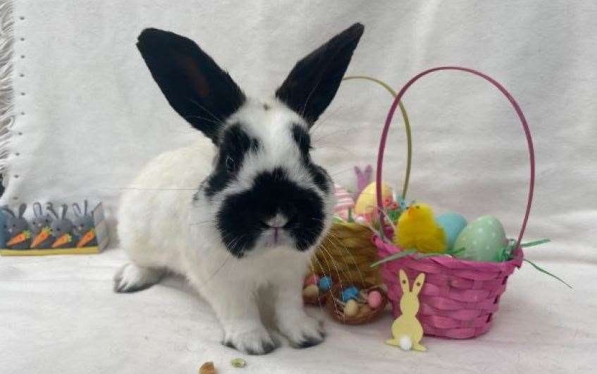 Phoenix the rabbit would love to find a new home to call his own.