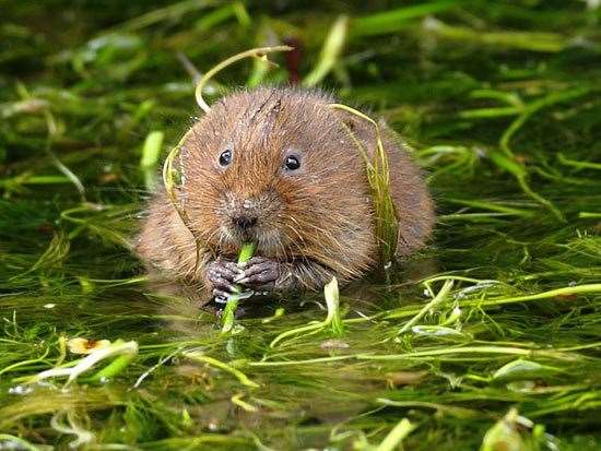 Scotland's water voles are preyed on by American Mink