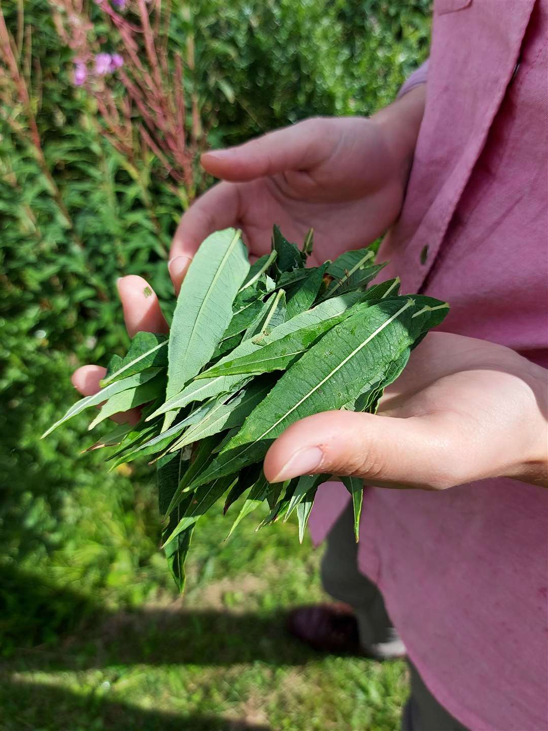 Rosebay willowherb leaves.