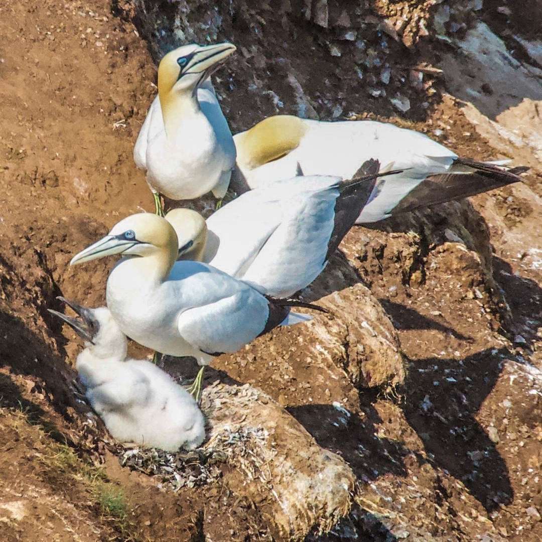 Gannet numbers at Troup Head have been significantly hit by avian flu. Picture: Keith Davidson