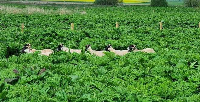 The sheep team will be back in action in Inverurie to help control Giant Hogweed.