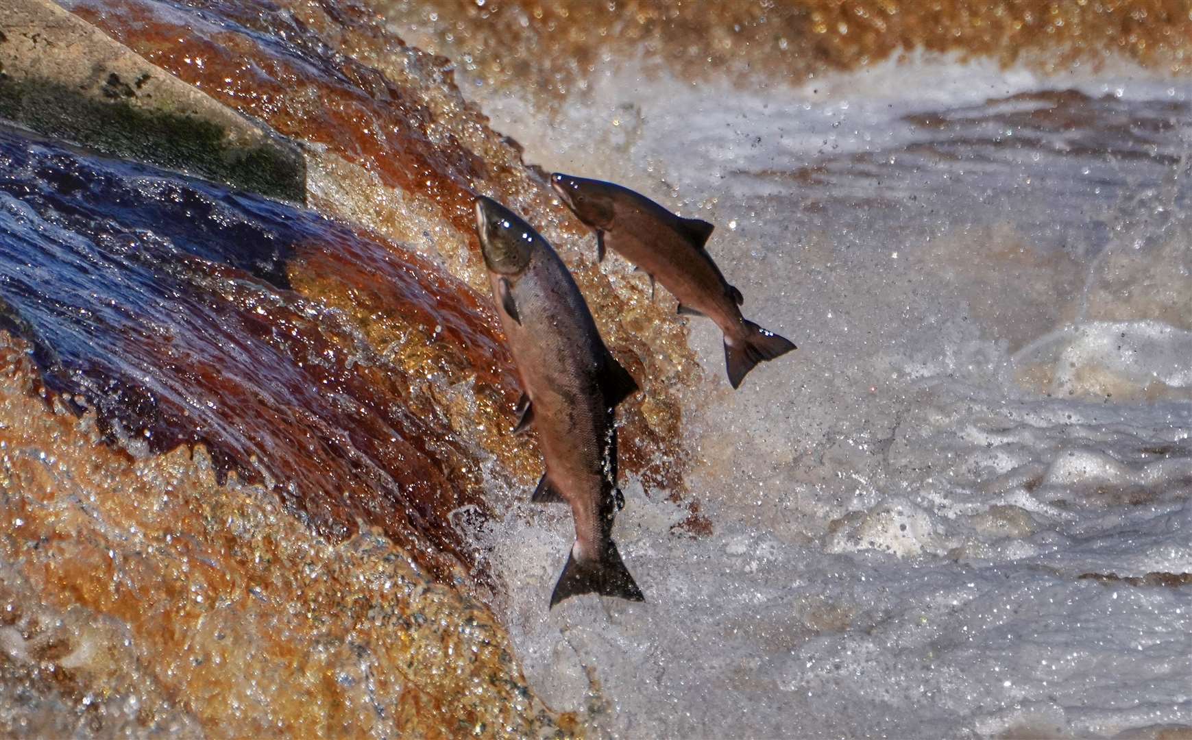 Salmon leap up the weir at Hexham (Owen Humphreys/PA)