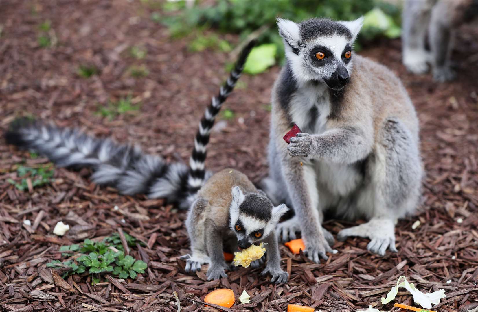 Lemurs are among the most popular primates kept as pets in the UK (Brian Lawless/PA)