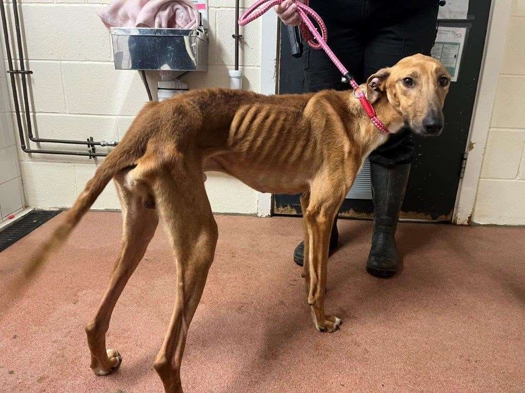 Dexter was found to be extremely malnourished and emaciated.