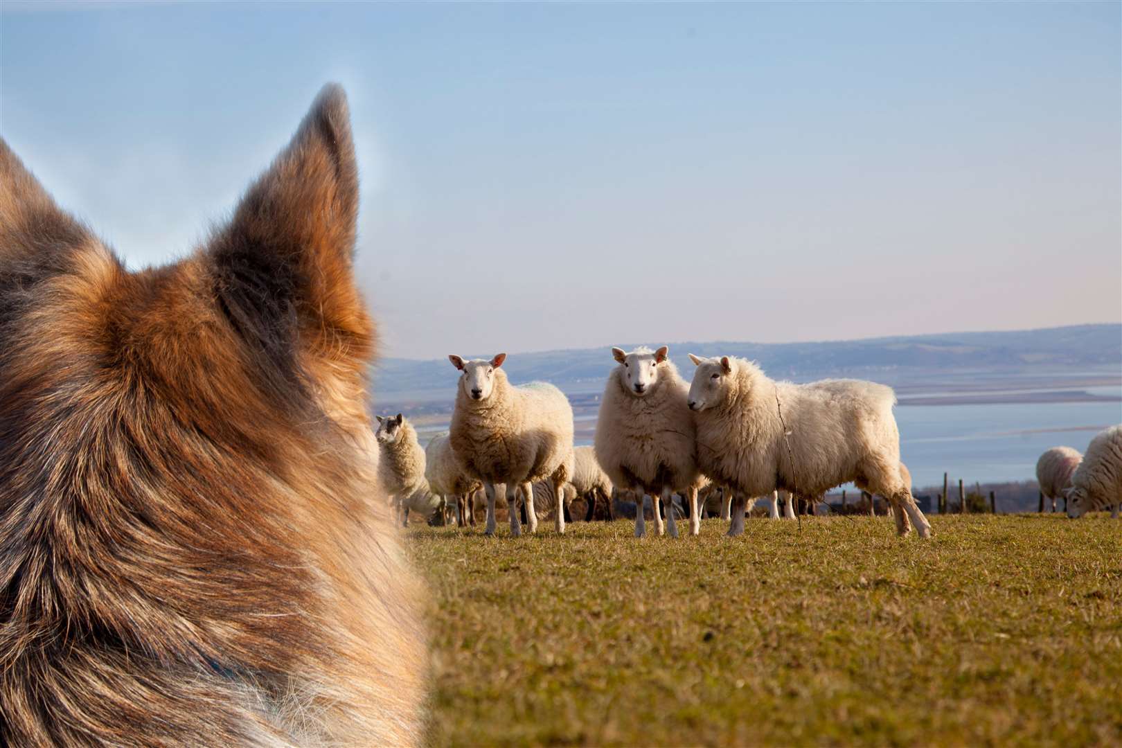 Sheep worrying puts both livestock and dogs at risk, and could cost dog owners £40,000.