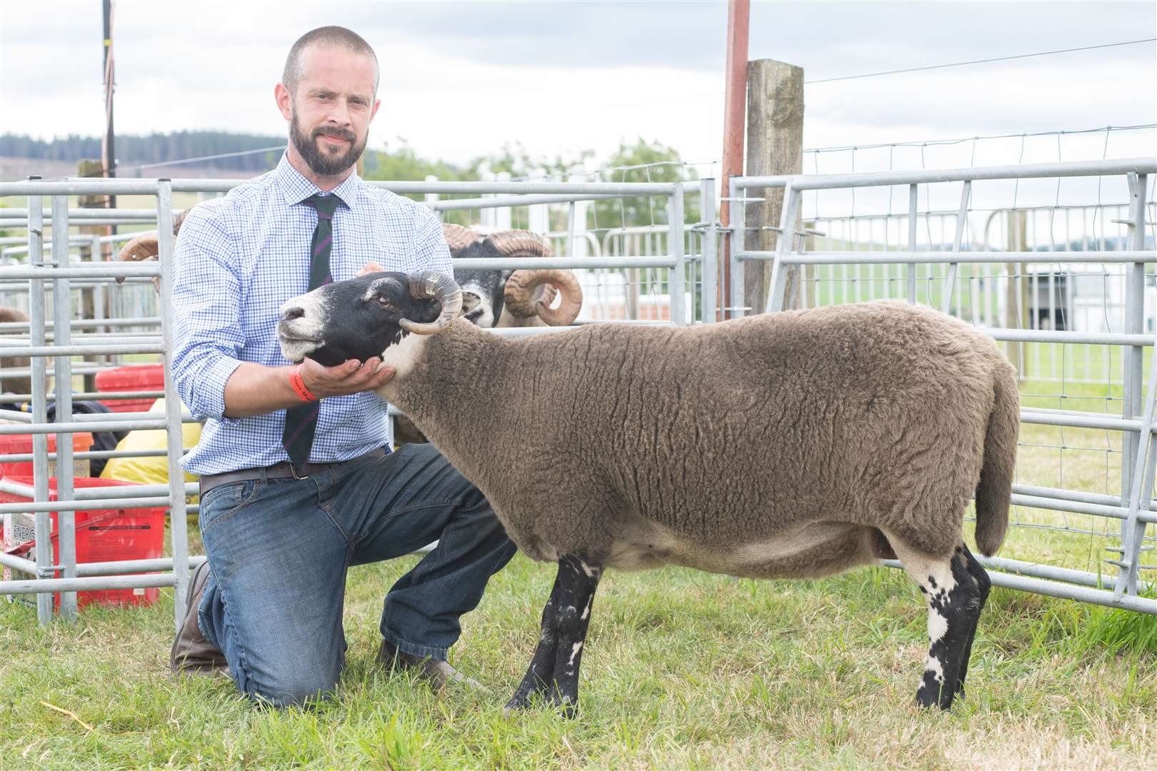 Phil Stewart with the ewe that won the Blackface section. Picture: Daniel Forsyth