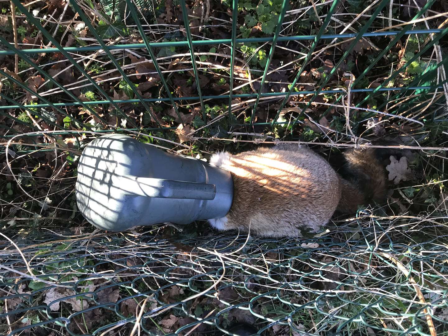 A vixen in Colchester was found with a watering can stuck on its head (RSPCA)
