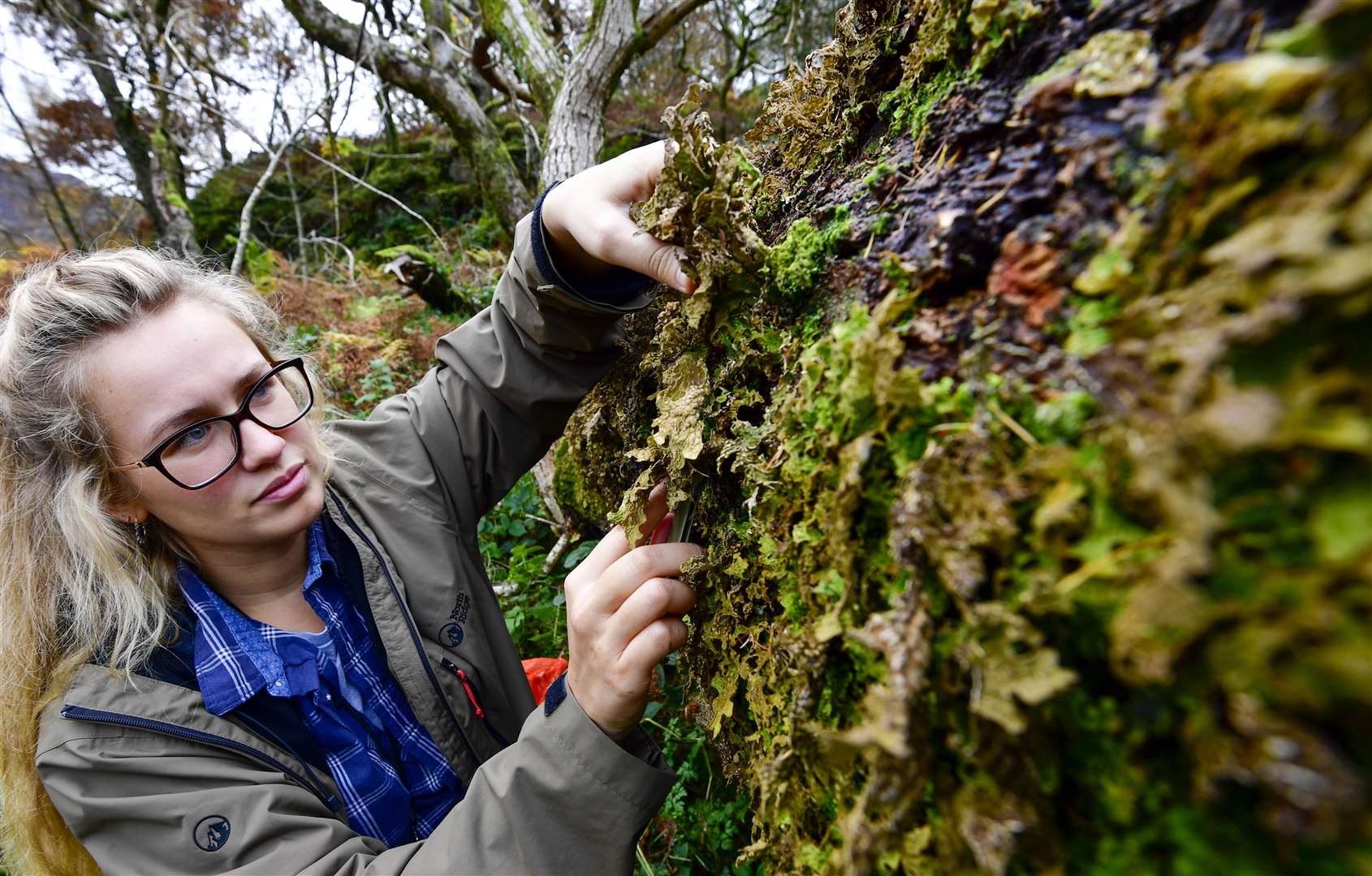 April Windle carefully removes the lungwort lichen (Stuart Walker/National Trust/PA)