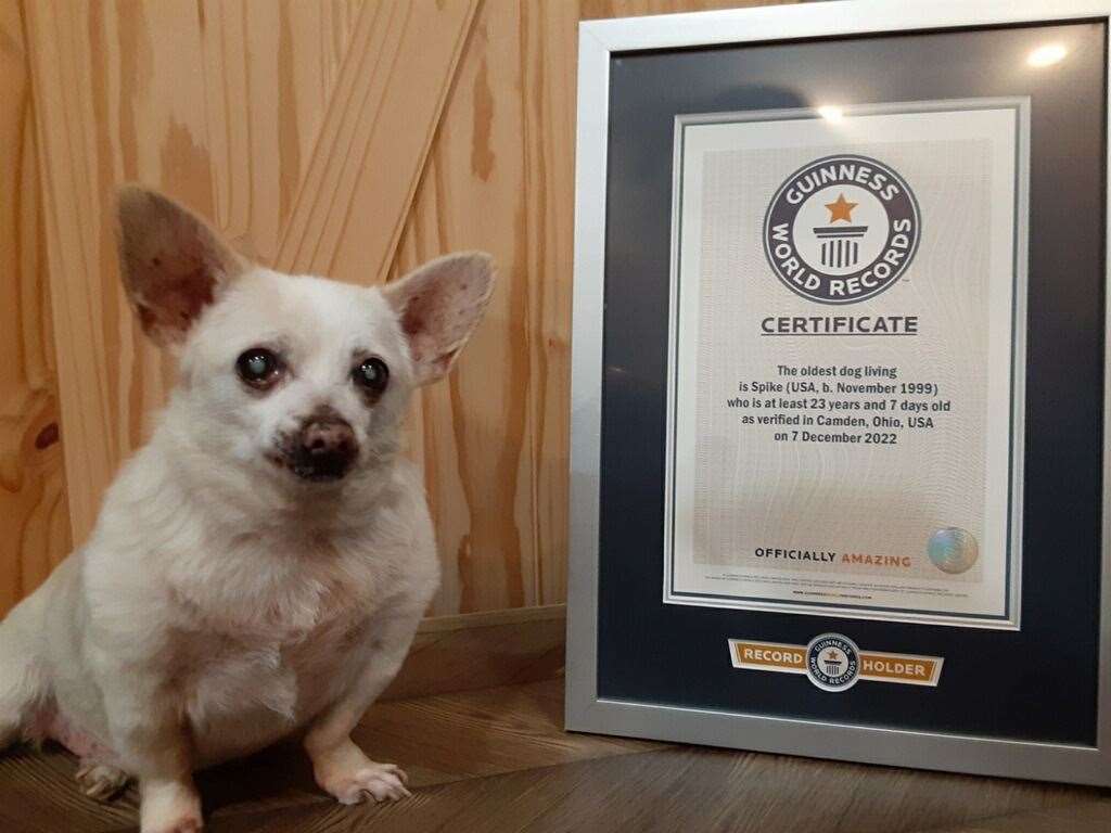 Spike with his Guinness World Records certificate (Guinness World Records/PA)