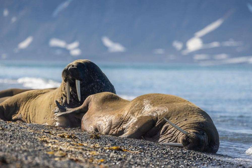 Walruses are threatened by climate change, experts warn (Emmanuel Rondeau/WWF UK/PA)