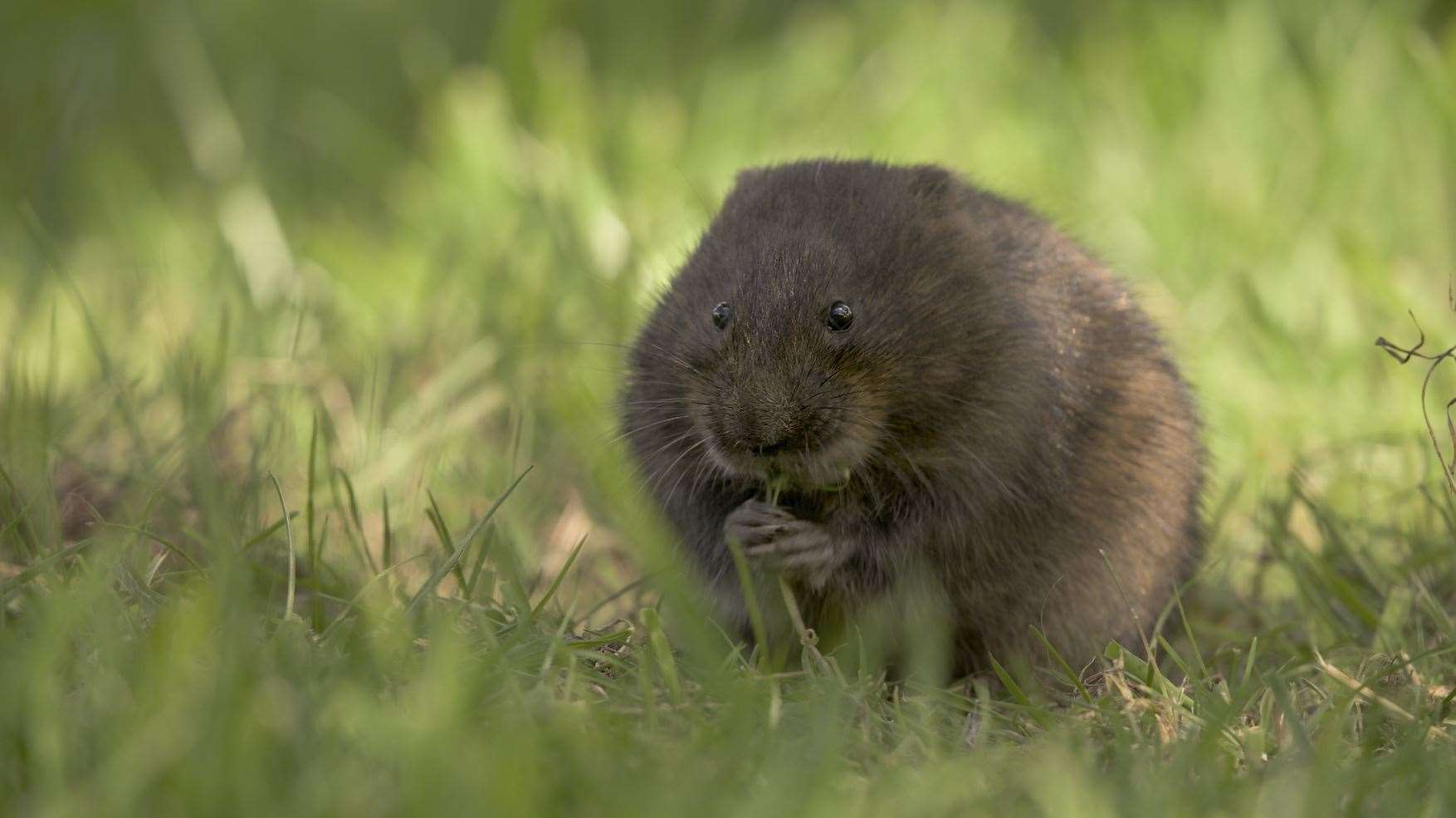 Scotland The New Wild: Animals in focus include the water vole