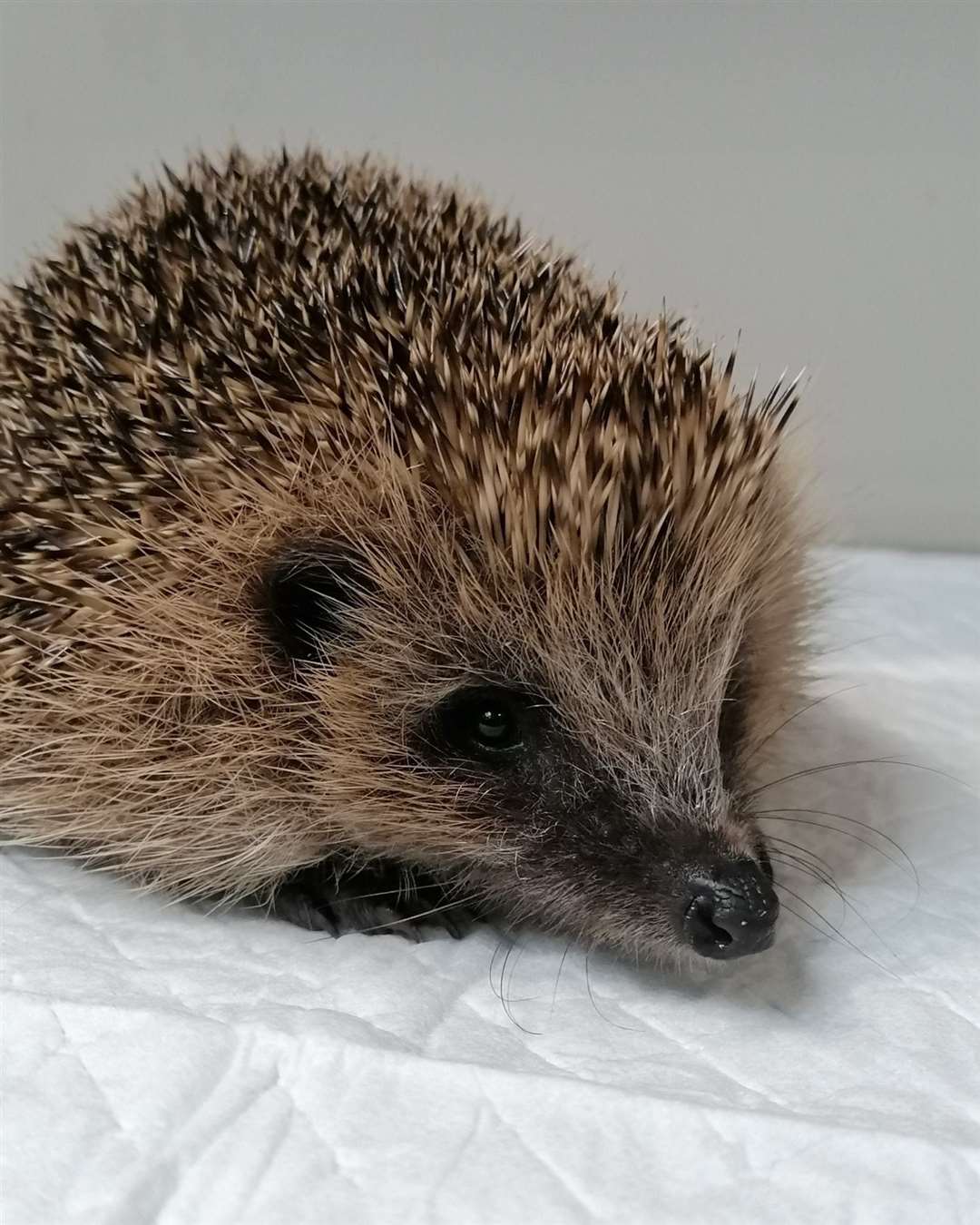 The New Arc is to start microchipping the hedgehogs it releases back into the wild.